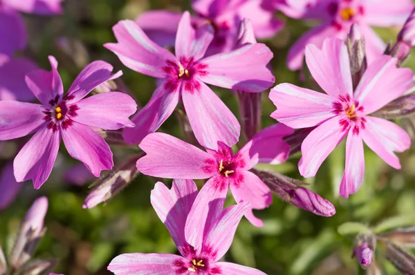 stock image Purple flowers