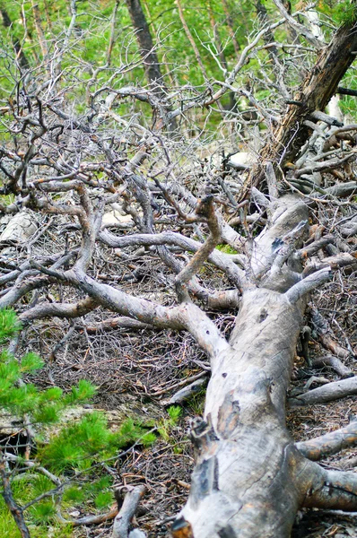 stock image Fallen pine