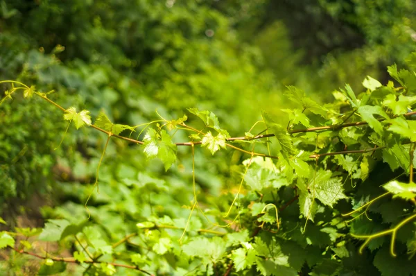 Stock image Vine