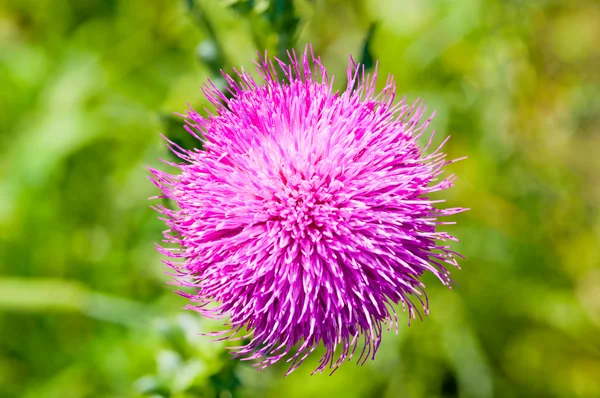 Red thistle flower — Stock Photo, Image