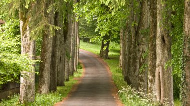 Path on the wood clipart