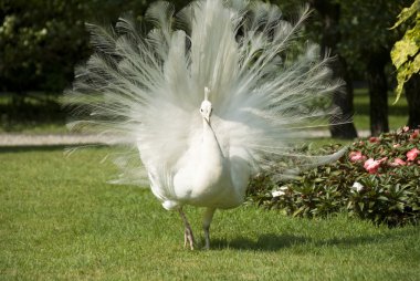 Isola bella, white peacock clipart