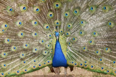 Blue peacock clipart