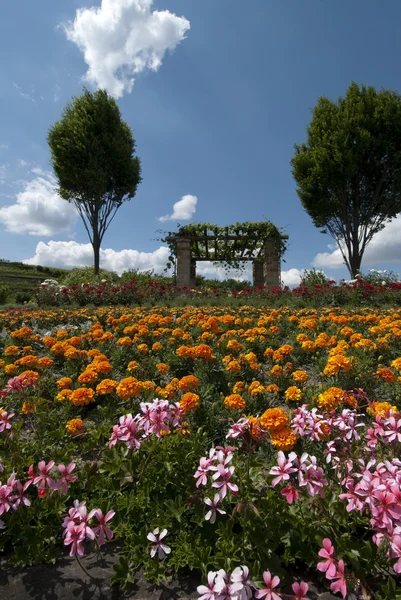 Цветущее поле в Бад-Доркхайме, Палатина — стоковое фото