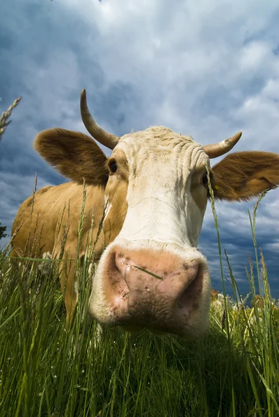 stock image Cow