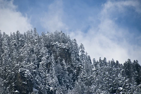 Χιονισμένες δέντρα το χειμώνα — Φωτογραφία Αρχείου