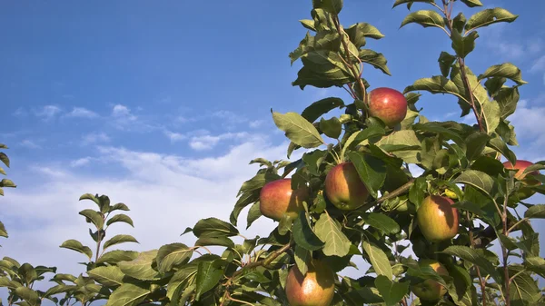 Reife Äpfel auf einem Apfelbaum — Stockfoto