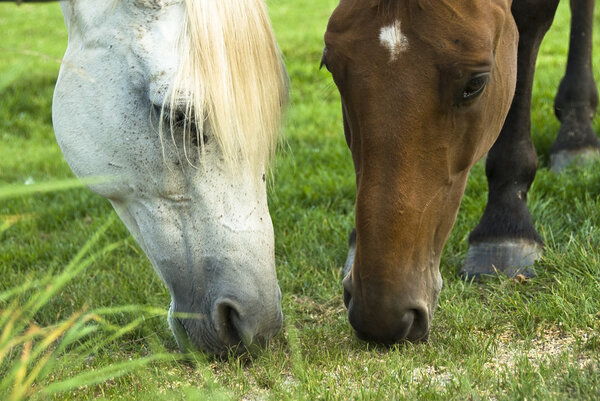 Two horses, one white and one brown grassing on