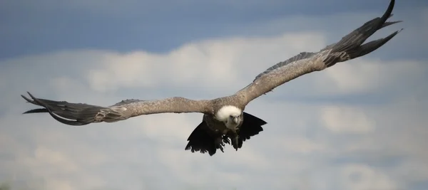 Vulture in Flight — Stock Photo, Image