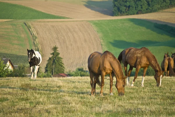 Konie wypas w polu — Zdjęcie stockowe