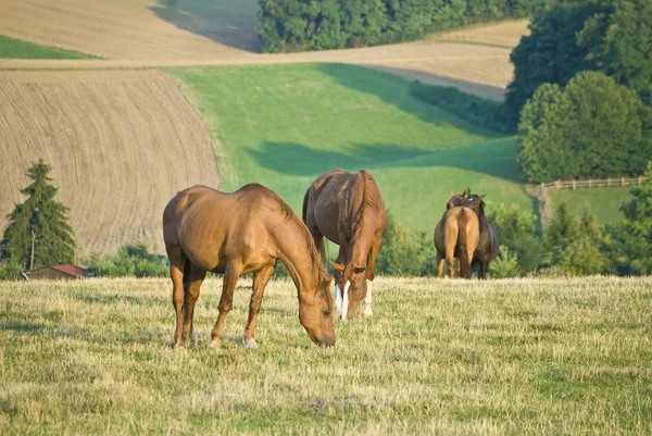 Bir alanda otlayan atlar — Stok fotoğraf