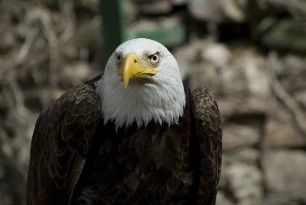 Aquila americana — Foto Stock