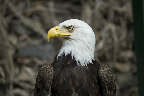 Águila americana —  Fotos de Stock