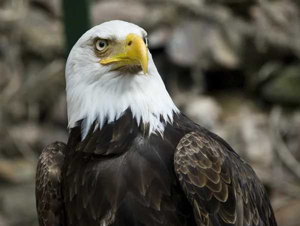 Aigle d'Amérique — Photo
