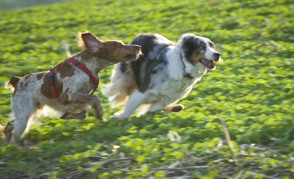 Двоє собак біжать на полі — стокове фото