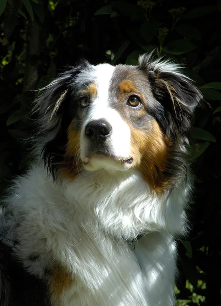 Jovem australiano Sheppard Dog — Fotografia de Stock