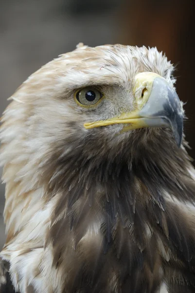 Eagle Head — Stock Photo, Image