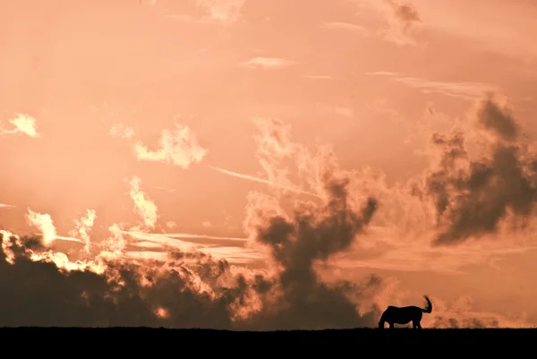 stock image Horse a sunset