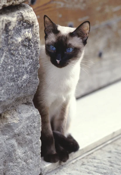Gato callejero sentado junto a la pared y mirando en algún lugar Fotos de stock