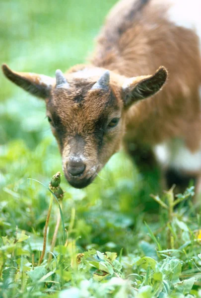 Retrato de cabra Imágenes de stock libres de derechos