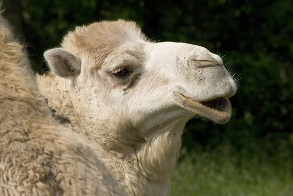 Camel Stock Image
