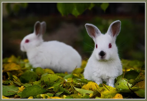Молодые кролики очень грустные. . Лицензионные Стоковые Фото