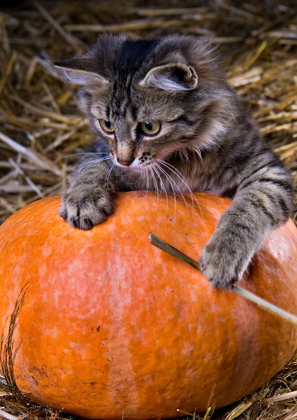 stock image Kitten on a pumpkin