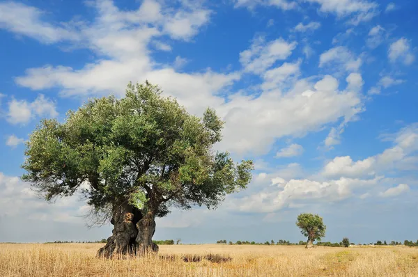 Drzewa oliwne — Zdjęcie stockowe
