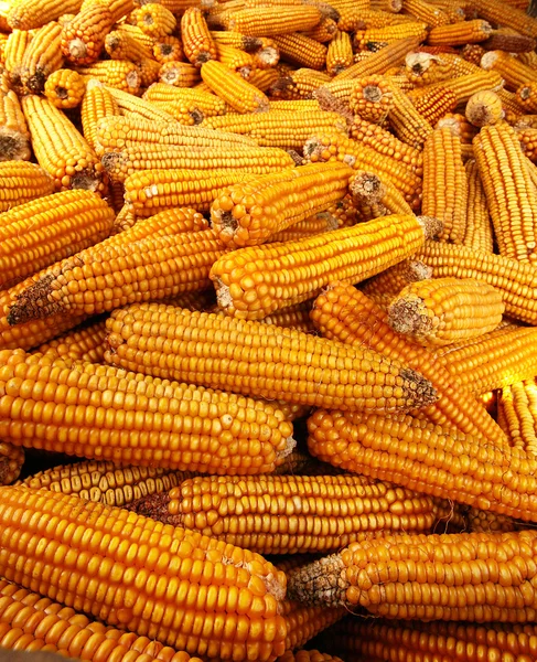 Corn Stock Picture