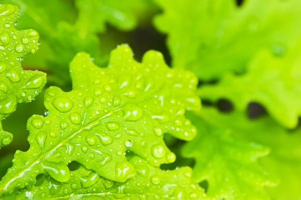 stock image Young green oak leaves in the forest