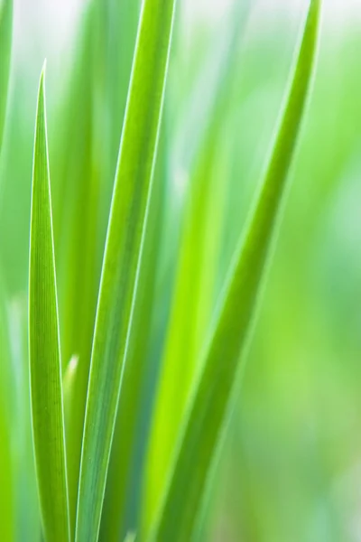Sunny grass — Stock Photo, Image