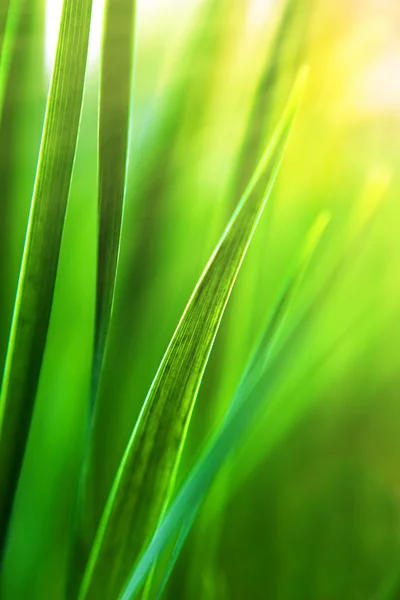 stock image Sunny grass