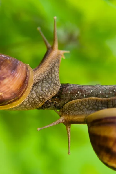 Snails — Stock Photo, Image