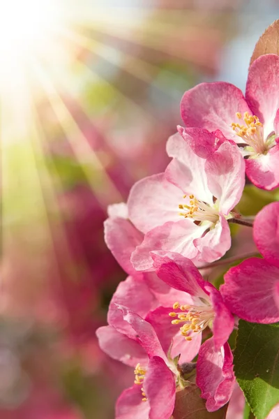 Wiosna Kwiaty jabłko — Zdjęcie stockowe
