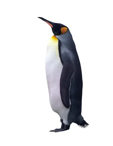 Izole İmparator penguen — Stok fotoğraf