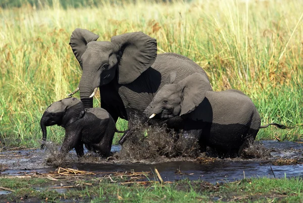 Słonie — Zdjęcie stockowe