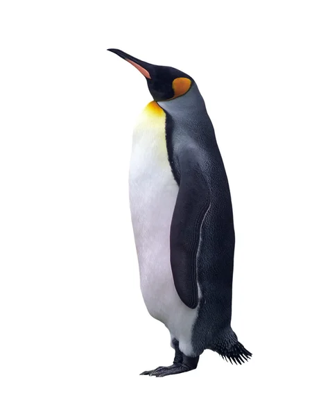 Pingouin empereur isolé Photo De Stock