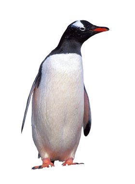 Isolated gentoo penguin clipart