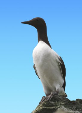 Guillemot (Uria aalge)