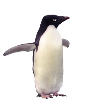 Isolated penguin Adelie clipart