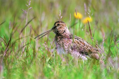 Dunlin