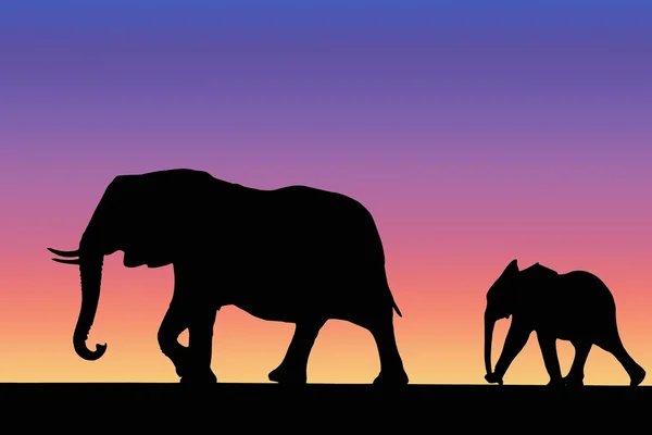 Сім'я слонів на заході сонця — стокове фото