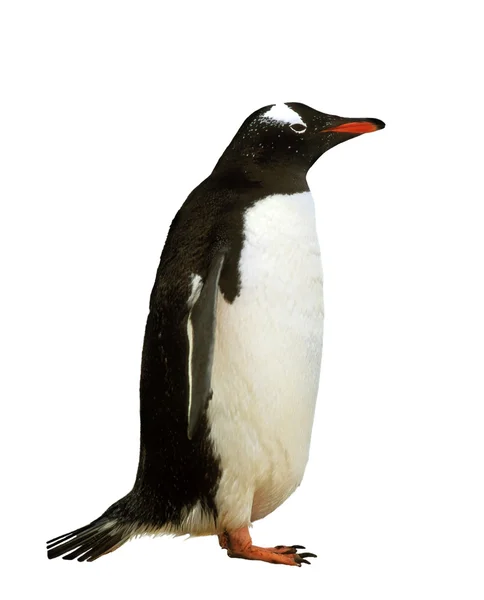 Pinguim gentoo isolado — Fotografia de Stock