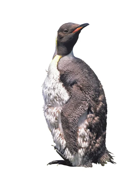 Na białym tle cesarza pisklę pingwina — Zdjęcie stockowe