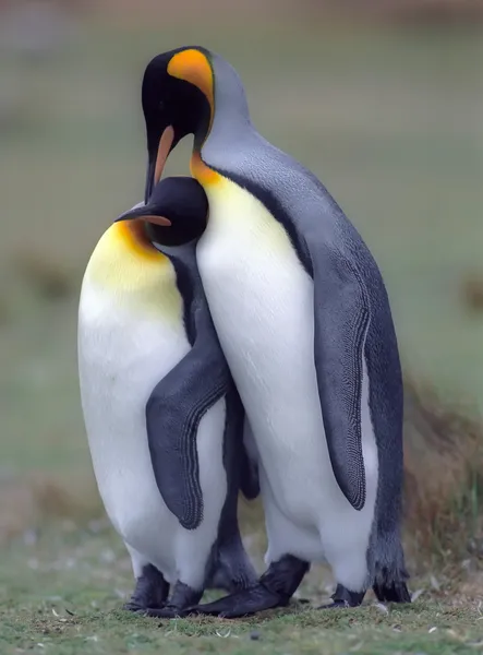 Król pingwiny — Zdjęcie stockowe