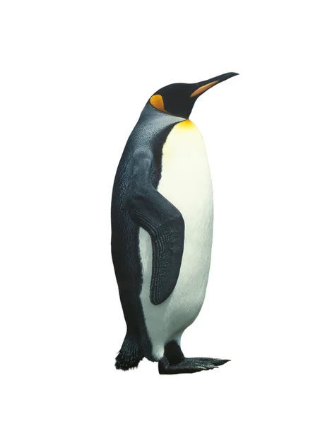 Izolované tučňák císařský — Stock fotografie
