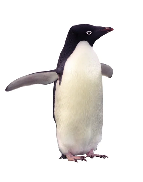 Изолированный пингвин Адели — стоковое фото