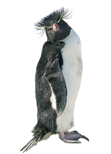 Geïsoleerde macaroni-pinguïn — Stockfoto