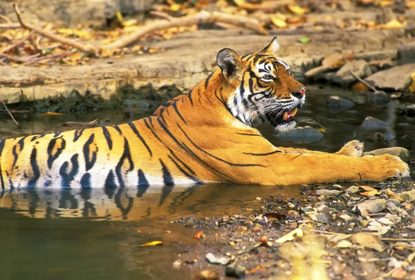 Tigre du Bengale — Photo