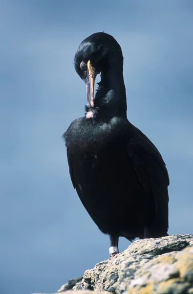 Corvo-marinho negro — Fotografia de Stock
